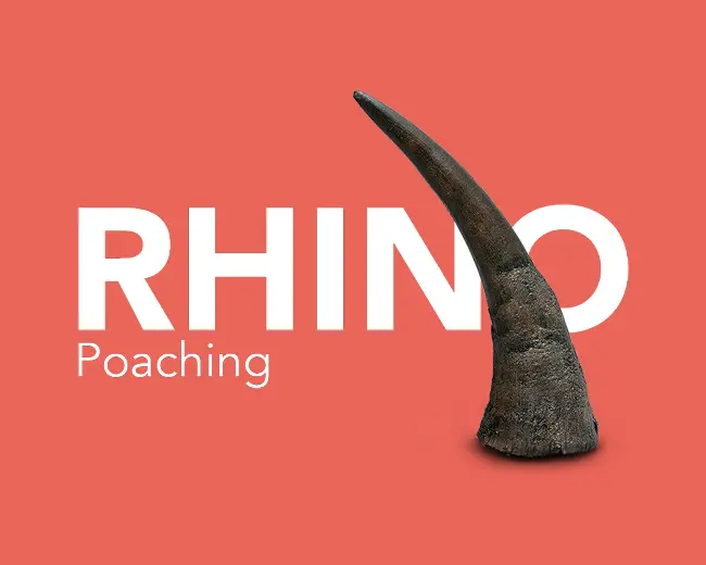 Rhino Poaching